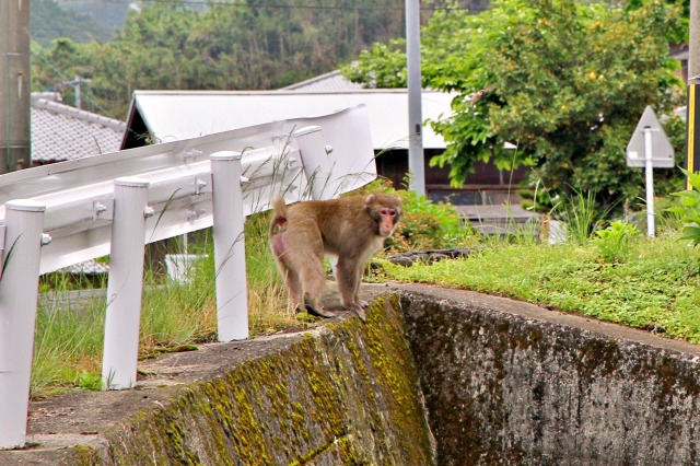 サル調査法確立に貢献 ４年度鳥獣対策優良活動表彰　